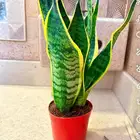 أشجار داخلية