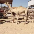 بكره هجن لقيه شكل وسلاله طيبه