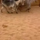 جفاار مشااريك مصري مضااريع ودفيع