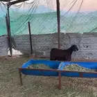 جفره مقفله شحم