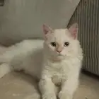ذكر تزاوج مجانا