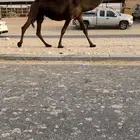 القحه ام ثالث
