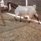 عنز رغوث
