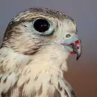 مطلوب صقر حر او وكري او جبليه او جير