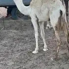 للبيع بكره
