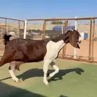 عنز مشروكه جرم فاخر