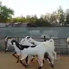 للبيع الجفار طيبها