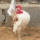 جوز دجاج سيرما منتج