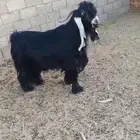 تيس عارضي فحل