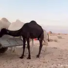 بكره ملحاء مفروده للبيع