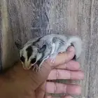 السنجاب الطائر .. وايت فيس