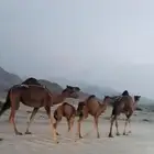 للبيع ثنتين خلفات سواحل حمر