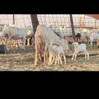 رفيديه متوم تحتها 3