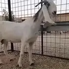 عنز مشروكة حاصب