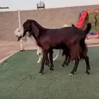 معزاء شاميات