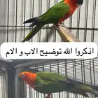 لأهل النوادر فروخ جنداي كنيور رد فاكتور