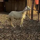 مشروع فحل حري