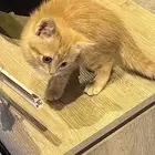 قطه للتبني