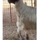 فحل نجدي ادغم (رملي)