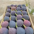 تين بلدي وبرشومي طازه سكررر محافظة ميسان