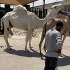بعير باتلي طيب