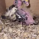 محميه فرح
