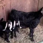 متبع عارضيه مقنوي تحتها تيس وجمده اعماره شهرين روم وسلم