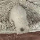 قطوه
