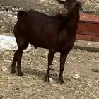 فحل صنف