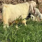 معزا هولنديه مضاريع بفحلها