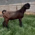 تيس شامي جذع خصم