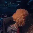 كلب بودل بعمر السنتين لدية شهادة ميلاد