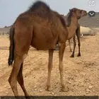 ناقه للبيع