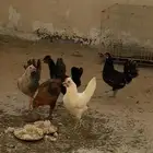 للبيع دجاج حساوي