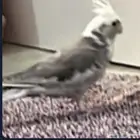 كروان مفقود في باقدو