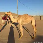 هجن