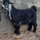 تيس عارضي معرف