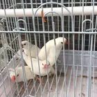 زوجين زيبرا ابيض صافي