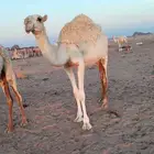 للبيع حقه عليانيه سالمه العذرايب غفال