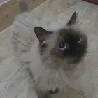 قطط هملايا للتبني