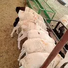 غنم بربري مرابي من قبل الحج _ الباحه معشوقه