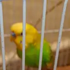 فرخ بادجى ذكر