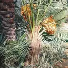 نخل مثمر للبيع خلاص سكري منيفي ونوايع آخر