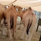 قعدان وتيوس جمله وتفريد مكه الباحه الرياض