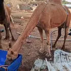 أبل للبيع السن ناب مضمونه من العيوب
