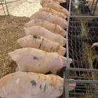 سواكن وقعود مناسبه للاعراس والمناسبات برابر وتيوس صوماليه