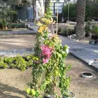 زراعه اشجار