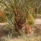 سقعي طيب ماشاء الله