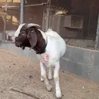 تيس بورقت بيور