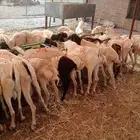 عرض خاص لتجار المواشي   غنم بربري جملة